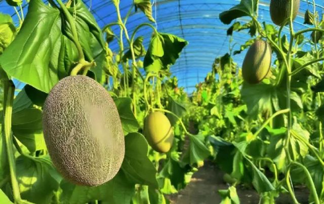 圖1  棚室哈密瓜（郭芳伊 攝）.jpg