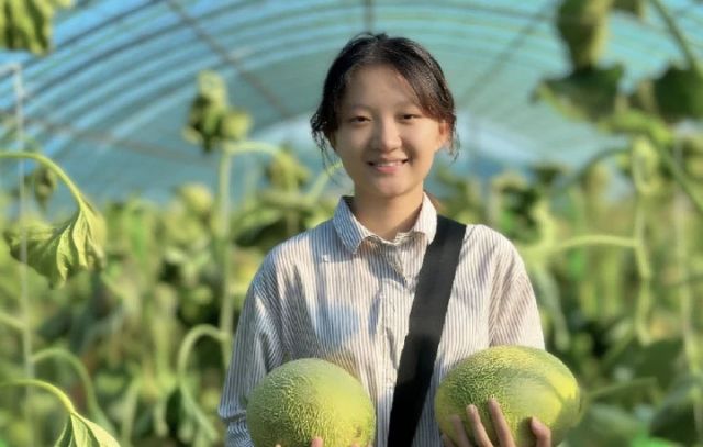 圖2  明水市民采摘哈密瓜（高偉 攝）.jpg