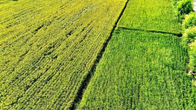 圖3  水稻基地（高偉 攝）.jpg