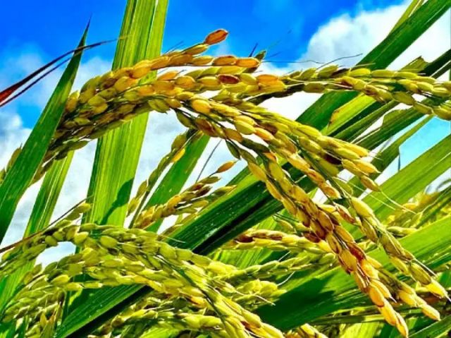 圖4  水稻基地的水稻（高偉 攝）.jpg