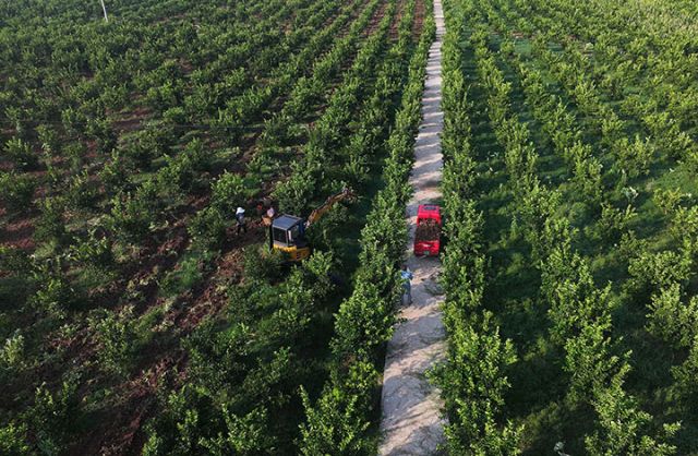 圖1  8月15日，四川省內(nèi)江市東興區(qū)石子鎮(zhèn)旱地壩村，當(dāng)?shù)卮迕裨阼讱@中采挖套種的白芷（無人機(jī)照片）。.jpg