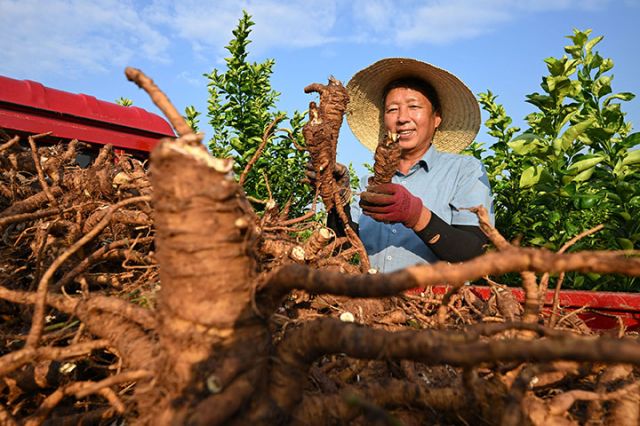 圖3  當(dāng)?shù)卮迕駥偛赏诘陌总蒲b車轉(zhuǎn)運(yùn).jpg