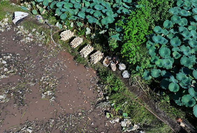 圖1  8月19日，四川省內(nèi)江市東興區(qū)石子鎮(zhèn)新屋村，藕農(nóng)正在分揀蓮藕（無人機照片）.jpg