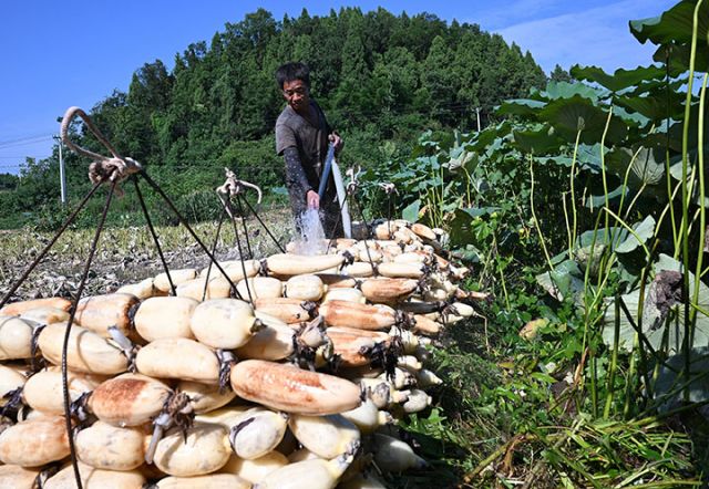 圖2  藕農(nóng)正在沖洗蓮藕。.jpg