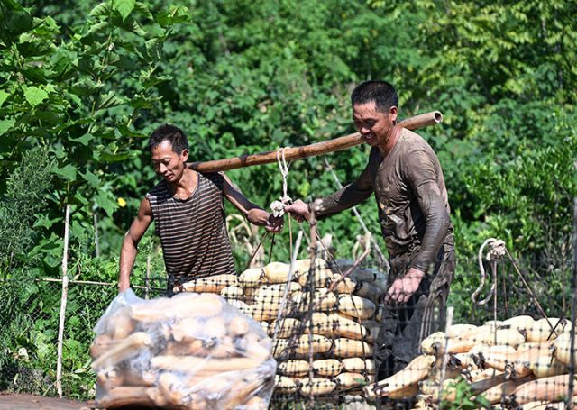 圖3  藕農(nóng)正在轉(zhuǎn)運蓮藕.jpg