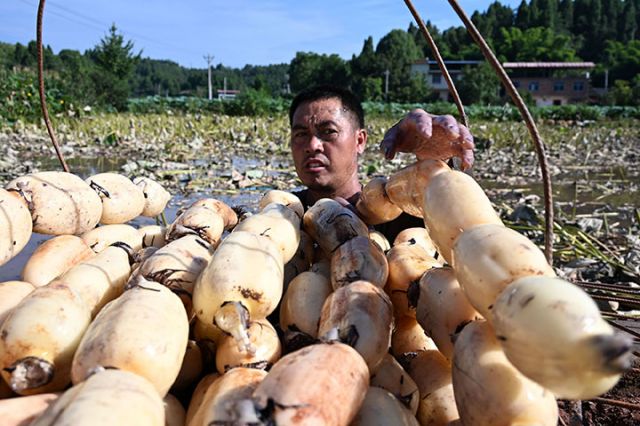 圖4  藕農(nóng)正在碼放蓮藕.jpg