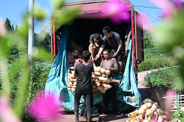 圖5  藕農(nóng)正在裝車.jpg