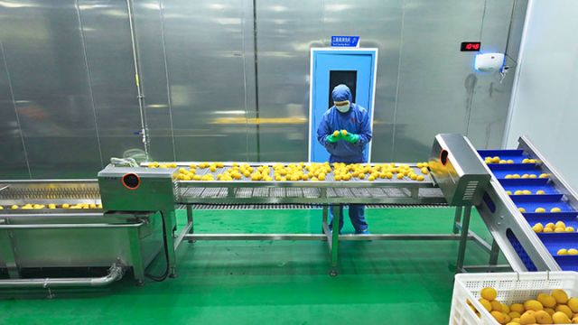 圖3  工人正在速凍生產(chǎn)線上檢查檸檬品質(zhì)。潘政吉  攝.jpg