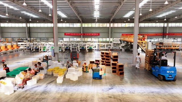 圖4  工人們正忙著包裝檸檬。潘政吉  攝.jpg