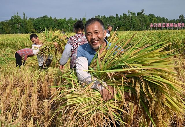 圖1  8月22日，四川省內(nèi)江市東興區(qū)田家鎮(zhèn)趙家壩社區(qū)，當(dāng)?shù)孛窆ぴ谒局械景佼€超高產(chǎn)攻關(guān)片現(xiàn)場(chǎng)為專家測(cè)產(chǎn)準(zhǔn)備樣品。.jpg