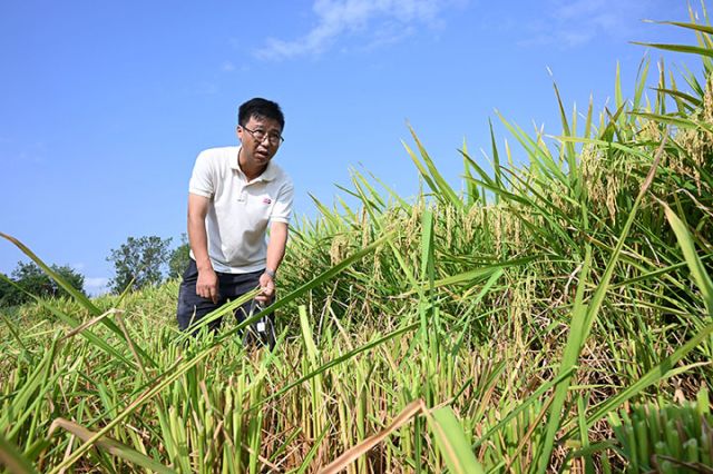 圖2  當(dāng)?shù)孛窆ぴ谒局械景佼€超高產(chǎn)攻關(guān)片現(xiàn)場(chǎng)為專家測(cè)產(chǎn)準(zhǔn)備樣品.jpg