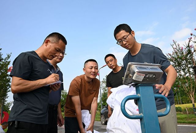 圖3  技術(shù)人員在水稻中稻百畝超高產(chǎn)攻關(guān)片現(xiàn)場(chǎng)為水稻中稻稱重.jpg