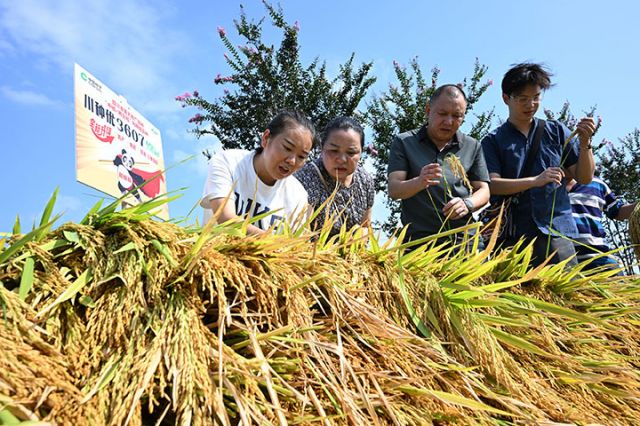 圖4  該區(qū)水稻中稻百畝超高產(chǎn)攻關(guān)片建設(shè)迎來(lái)了各地糧油種植大戶的參觀學(xué)習(xí).jpg