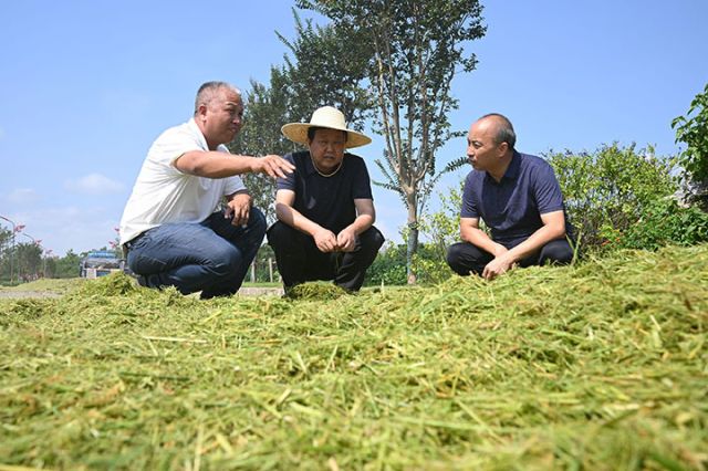 圖6  專家在水稻中稻百畝超高產(chǎn)攻關(guān)片現(xiàn)場(chǎng)測(cè)產(chǎn).jpg