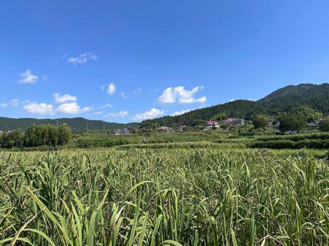 圖1  這是位于安徽省安慶市岳西縣石關(guān)鄉(xiāng)馬畈村的茭白田。新華社記者 何曉 攝.jpg