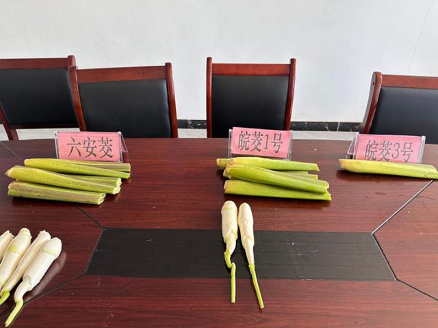 圖2  這是由安徽省農(nóng)科院培育的不同品種的茭白。新華社記者 何曉 攝.jpg