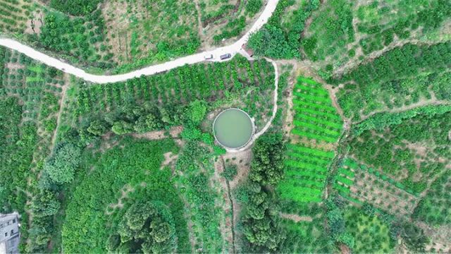 圖2  豐裕鎮(zhèn)柑橘產業(yè) 拷貝.jpg