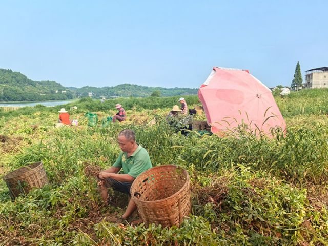 圖3  老君鎮(zhèn)沿江村村民收花生.jpg