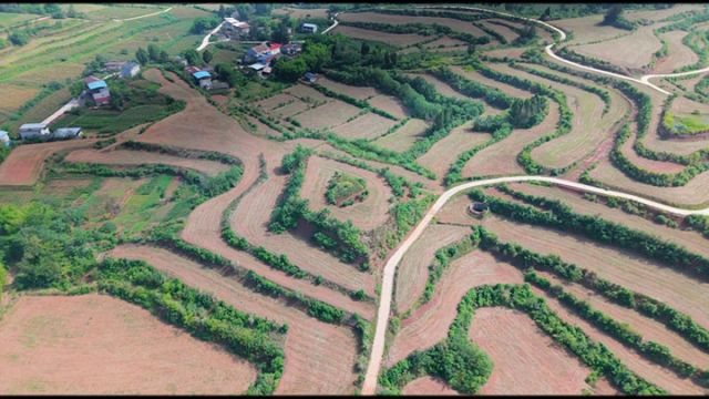圖4  丹山鎮(zhèn)糧食產業(yè).jpg