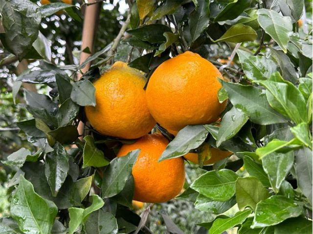 圖2  雁媛 拷貝.jpg