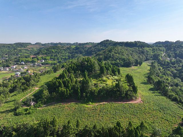 圖1  “白芷+玉米”糧藥套種基地。潘政吉  攝.jpg