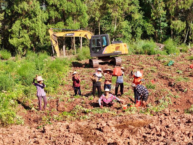 圖2  基地迎來首次集中采收。潘政吉  攝.jpg