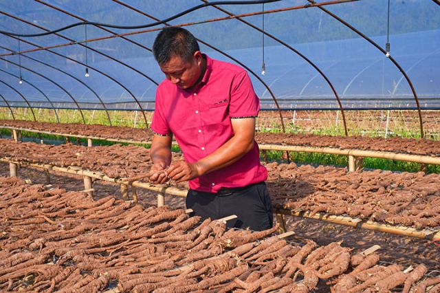 圖3  蔣道紅正在查看白芷品質(zhì)。潘政吉  攝.jpg