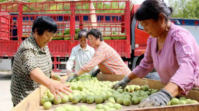 圖1  群眾正在精心選優(yōu)質(zhì)青皮核桃（宋海濤 攝）.jpg