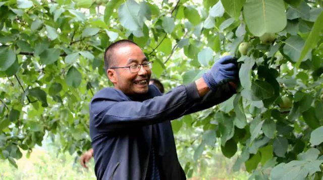 圖3  核桃大戶正在采摘青皮核桃（宋海濤 攝）.jpg