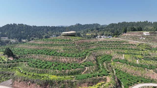 圖1  乾龍鎮(zhèn)檸檬綠色生產(chǎn)基地。受訪者供圖.jpg