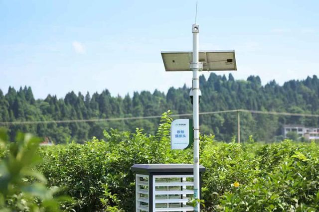 圖2  安岳檸檬智慧監(jiān)管系統(tǒng)數(shù)智攝像頭。受訪者供圖.jpg