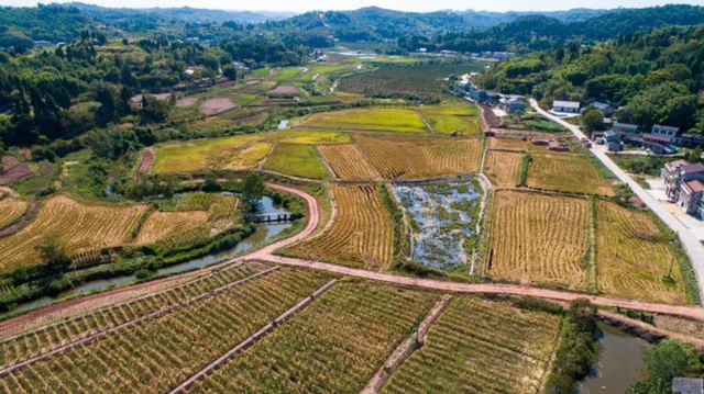 圖1  合義鄉(xiāng)高標(biāo)準(zhǔn)農(nóng)田水稻迎收。張文芹  攝.jpg