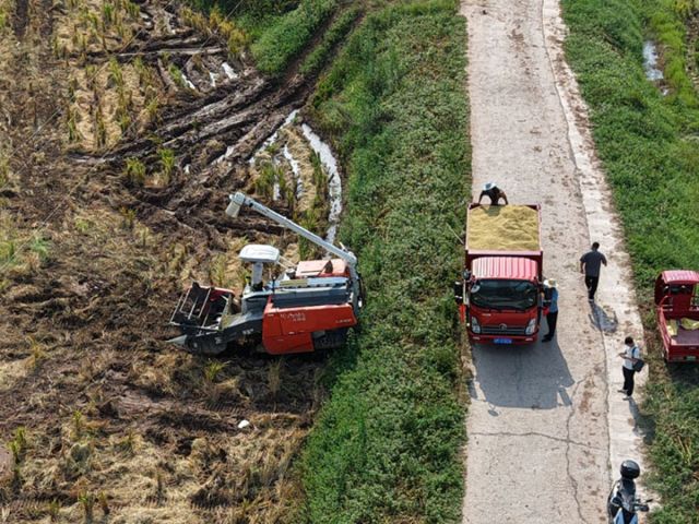 圖2  村集體的收割機(jī)、運(yùn)輸車正在作業(yè)中。張文芹  攝.jpg