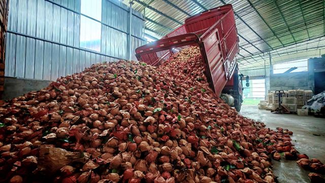 圖1  廠房?jī)?nèi)，一輛滿載檸檬的運(yùn)輸車在卸貨。閆凱 攝.jpg