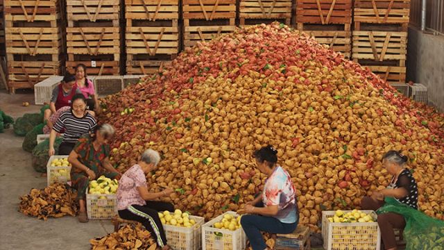 圖2  村民們正在進(jìn)行檸檬拆袋工作。閆凱 攝.jpg