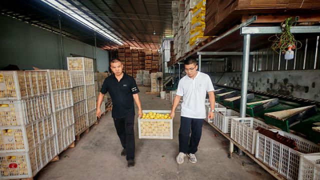 圖3  彭必全與彭彪在搬運(yùn)檸檬。閆凱 攝.jpg