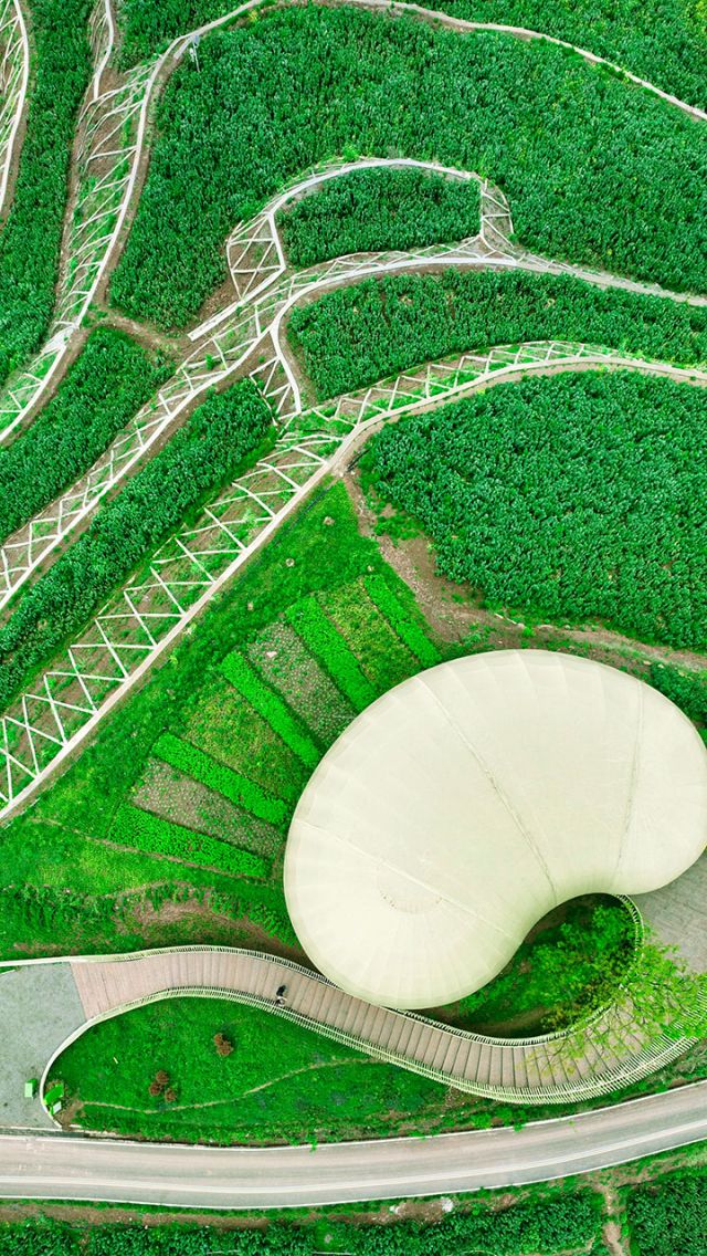 圖1  資陽市安岳縣乾龍鎮(zhèn)的千畝檸檬綠色生產(chǎn)基地。潘政吉攝.jpg
