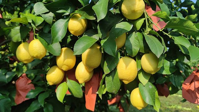 圖2  飽滿的檸檬果掛滿枝頭。受訪者供圖.jpg