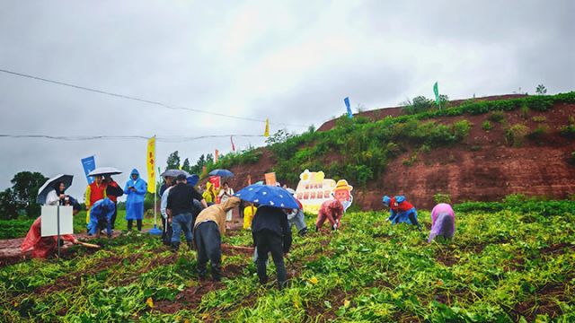 圖4  “沉浸式”體驗(yàn)挖紅薯。閆凱 攝.jpg