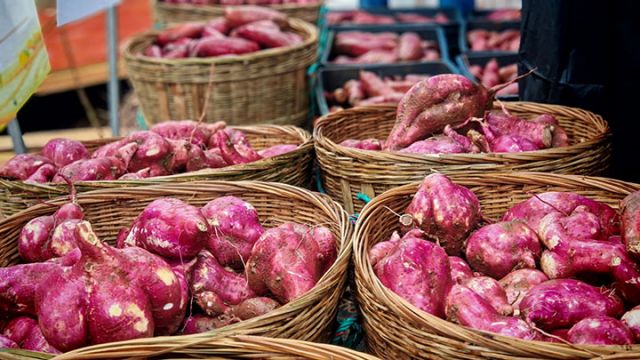 圖5  一筐筐新鮮的紅薯。閆凱 攝.jpg