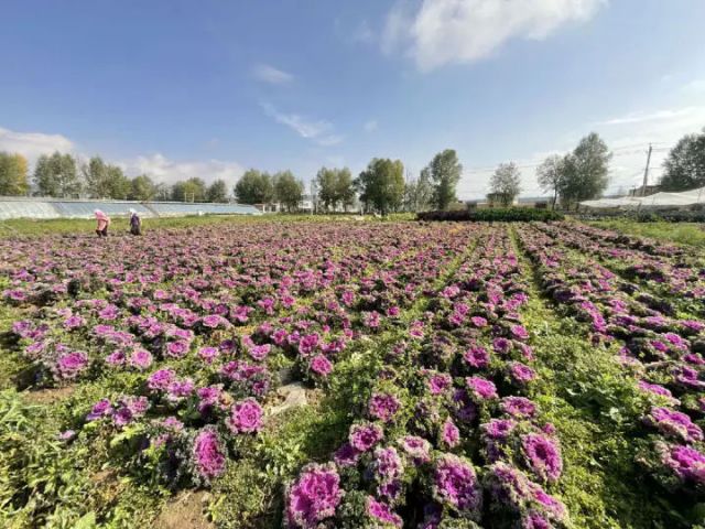 圖1  即將上市的羽衣甘藍(lán)申維祖 攝.jpg