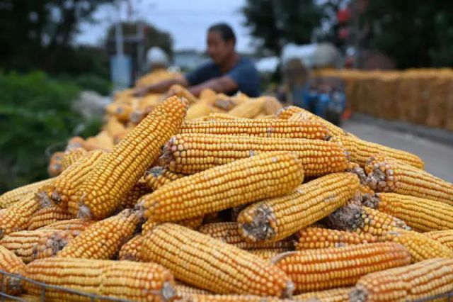 圖1  山東省青島市即墨區(qū)移風(fēng)店鎮(zhèn)院上村農(nóng)民在屯存玉米（張濤 攝）.jpg