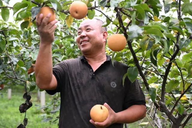 圖2  山東省青島市即墨區(qū)移風(fēng)店鎮(zhèn)北住村農(nóng)民在采摘秋月梨（張濤 攝）.jpg