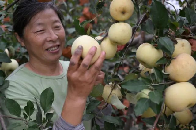 圖3  山東省青島市即墨區(qū)移風(fēng)店鎮(zhèn)張王莊村果農(nóng)在蘋果園采摘蘋果（張濤 攝）.jpg