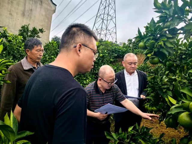 圖2  雁江蜜柑果王、樹王評(píng)選.jpg