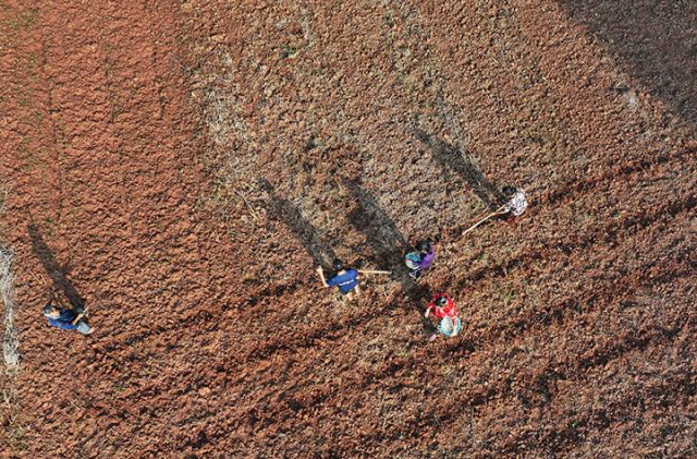 圖1  10月10日，蒜農在四川省內江市東興區(qū)雙橋鎮(zhèn)司馬村播種紫皮大蒜(無人機照片）.jpg