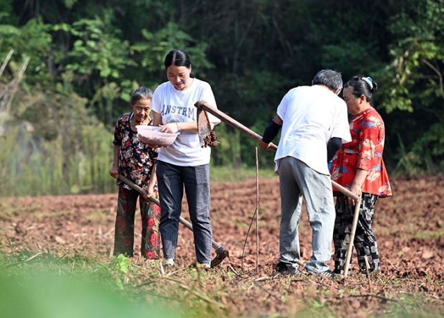 圖2  10月10日，蒜農在四川省內江市東興區(qū)雙橋鎮(zhèn)司馬村播種紫皮大蒜.jpg