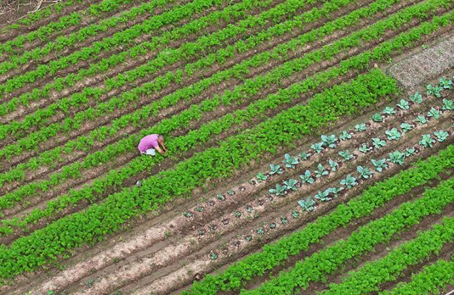 圖1  10月11日，內江市東興區(qū)椑木鎮(zhèn)水心壩村，菜農在紅蘿卜種植園里蔬苗（無人機照片）。.jpg