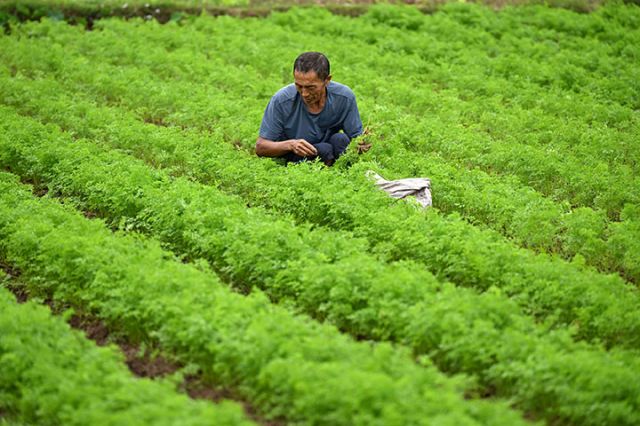 圖2  10月11日，內江市東興區(qū)椑木鎮(zhèn)水心壩村，菜農在紅蘿卜種植園里蔬苗。.jpg