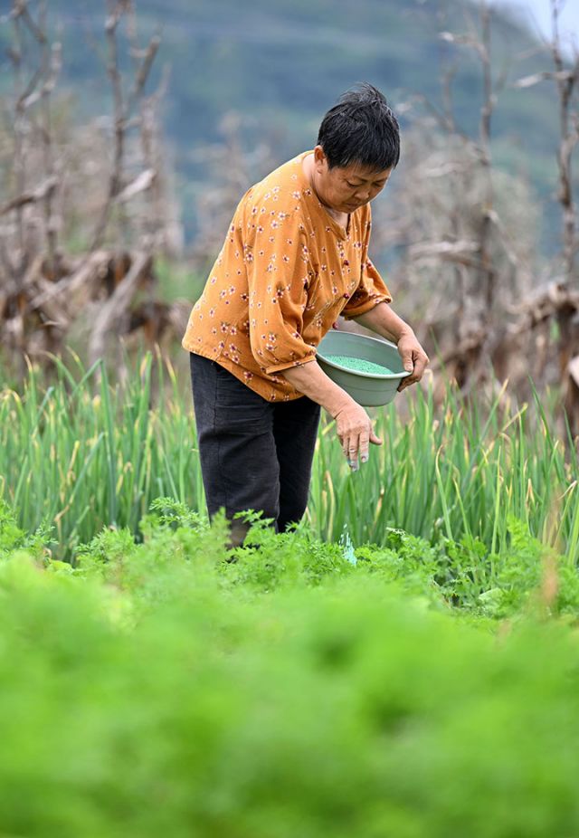 圖3 菜農為白蘿卜施肥.jpg